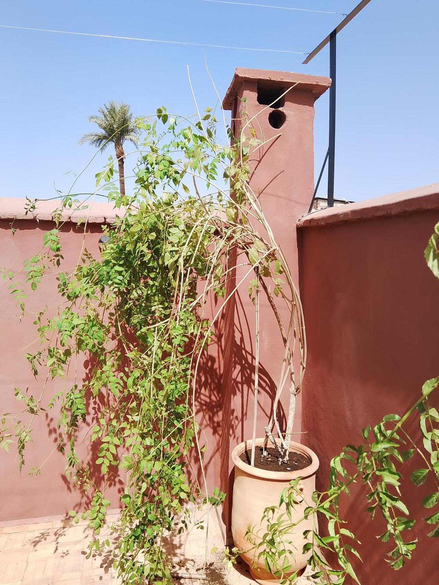 Riad Paquerette Marrakesh Bagian luar foto